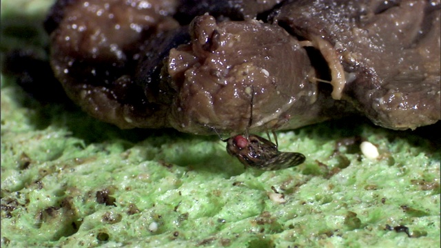 一只果蝇爬过一种有光泽的块状物质。视频下载