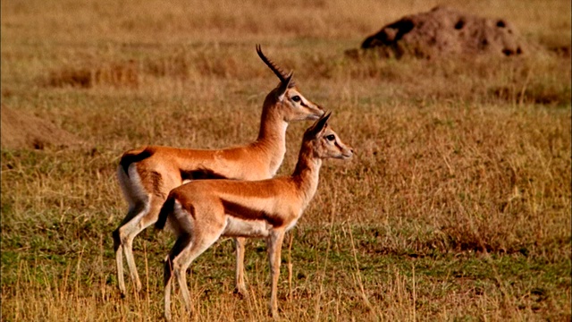 猎豹在大草原上追逐瞪羚。视频素材