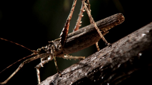 一只蟋蟀向一只正在捕食的螳螂挥动它的触角，然后转过身来。视频素材