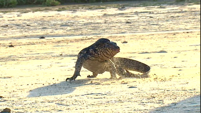 巨蜥摆动尾巴，踢起沙子。视频素材