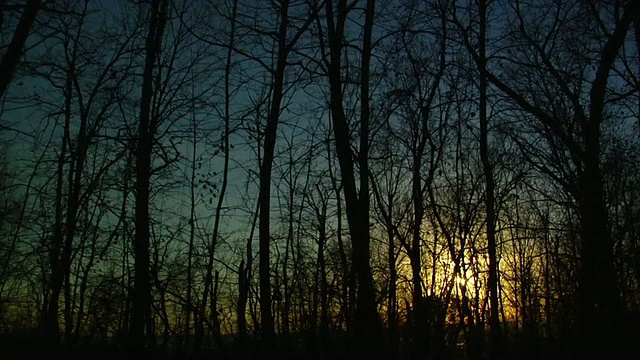 太阳峰穿过冬季森林驱车视频素材