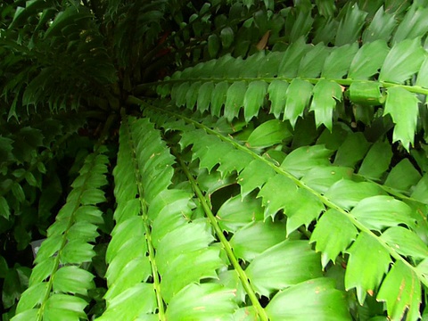 丛林中的蕨类植物特写视频下载