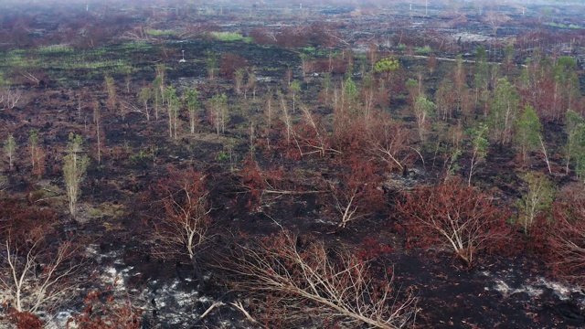 印度尼西亚的热带雨林被犯罪的刀耕火种烧毁视频素材