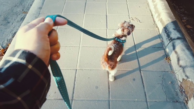 观点:一个女人牵着一条狗在城市街道上牵着狗狗走。视频下载