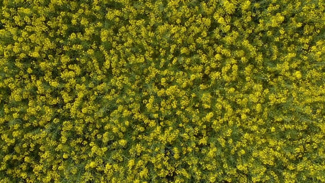 美丽的风景与黄色油菜田(空中)视频素材