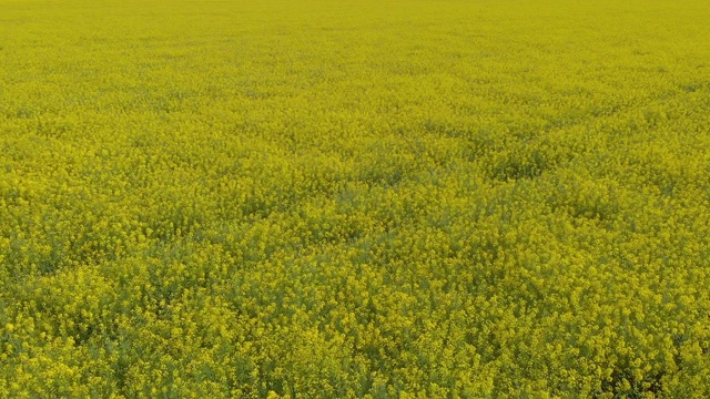 美丽的风景与黄色油菜田(空中)视频素材