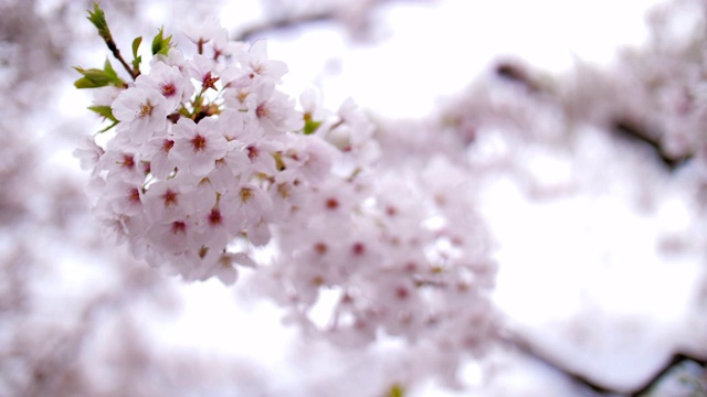日本东京春天的樱花花瓣飘落，慢镜头视频素材