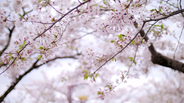 日本东京春天的樱花花瓣飘落，慢镜头视频下载