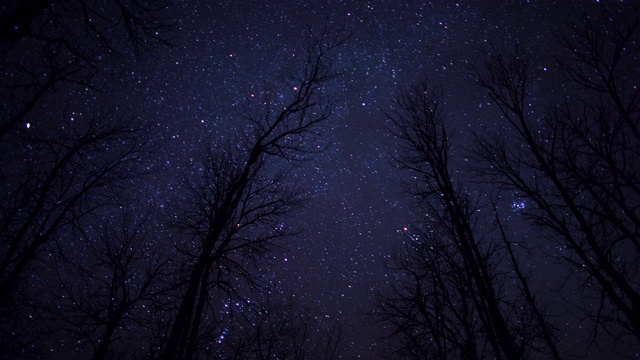 美国明尼苏达州，星星在树木上方的夜空中凝结视频下载