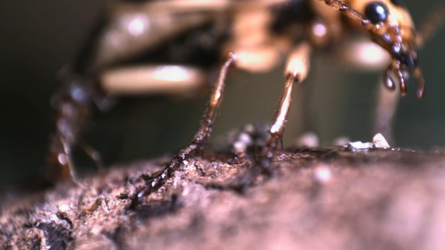 日本，放屁甲虫向蚂蚁喷洒沸腾的液体视频素材