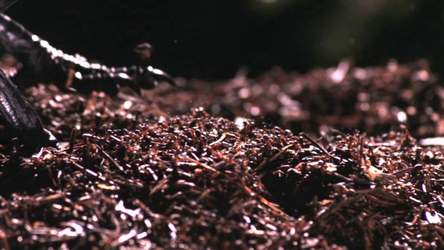 西班牙木蚁向乌鸦喷洒甲酸视频素材