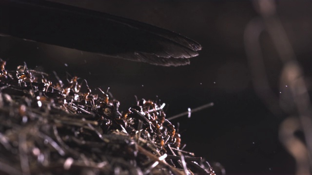 西班牙木蚁向乌鸦喷洒甲酸视频素材