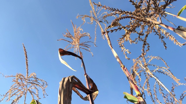 玉米的干的花序，茎和叶。在风中摇曳。以蓝天为背景。视频下载