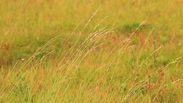 草黄在有风的日子视频视频素材