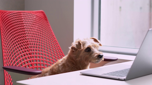 狗看笔记本电脑视频下载