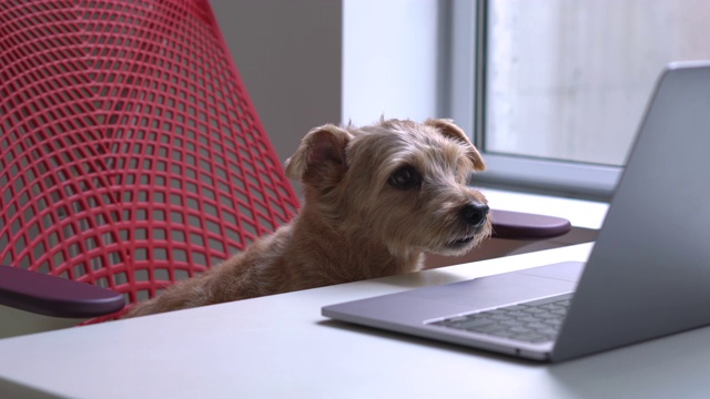 狗看笔记本电脑视频下载