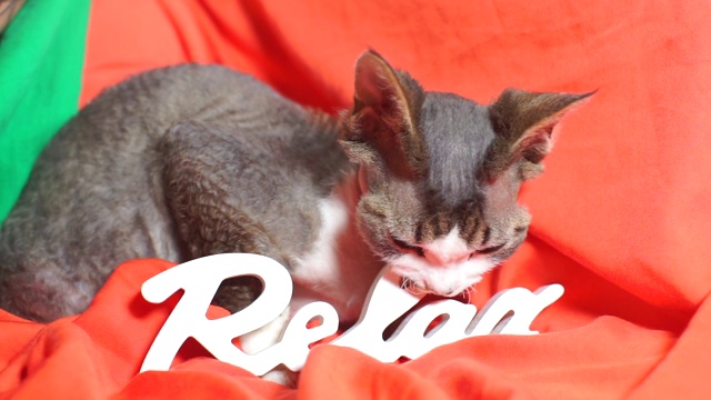 小猫咬牙铭文放松在一个红色的背景视频下载