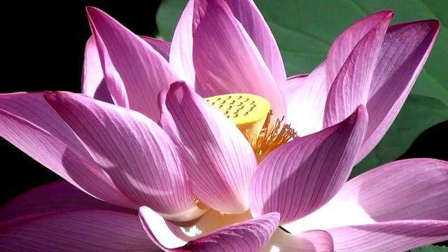 放大美丽的印度莲花(莲)。视频下载