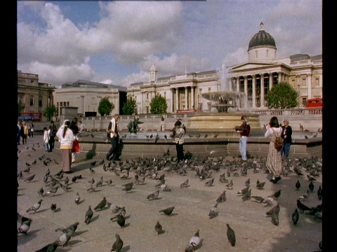 鸽子聚集在伦敦特拉法加广场的游客周围。视频素材