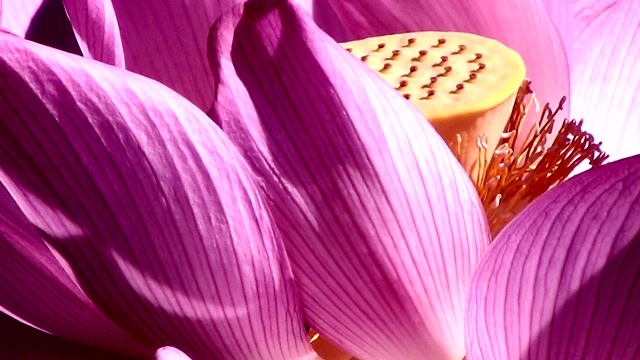极近距离的美丽的印度莲花(莲)。视频下载