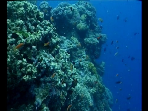 热带鱼在大堡礁的珊瑚墙周围游动。视频素材