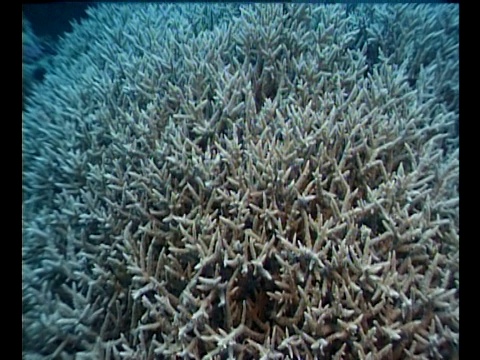 在海底可以看到死珊瑚。视频素材