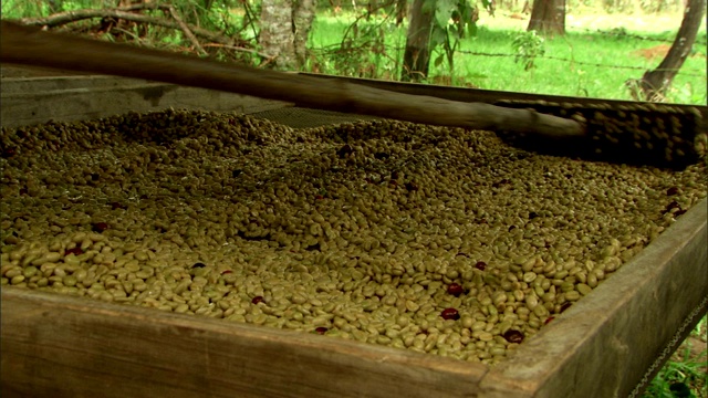 生咖啡豆被耙平放在屏幕上晾干。视频下载