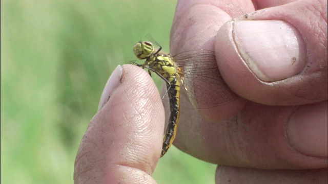 一对手指抓住蜻蜓的翅膀，触摸它的腿。视频素材