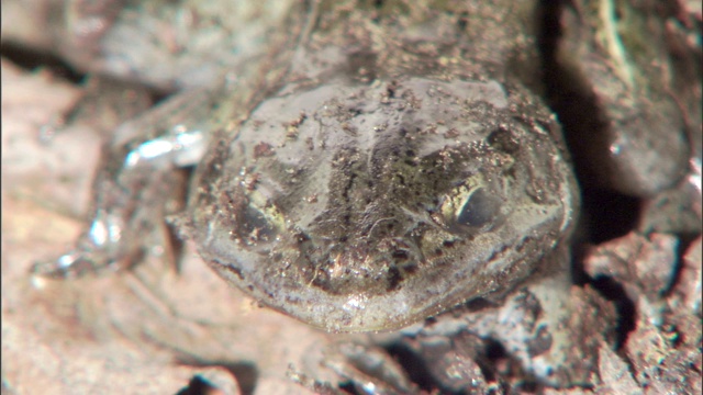 一层薄薄的冰覆盖着一只青蛙。视频下载