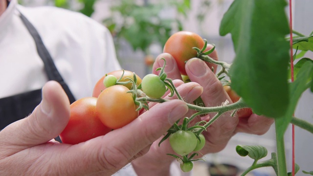 厨师在检查有机花园里的番茄视频下载
