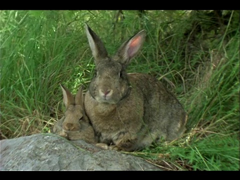一只兔妈妈和她的小兔子依偎在高高的草丛下。视频素材