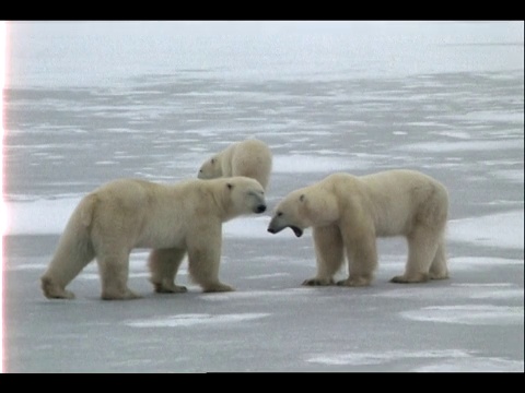 北极熊在冰原上相互作用。视频素材
