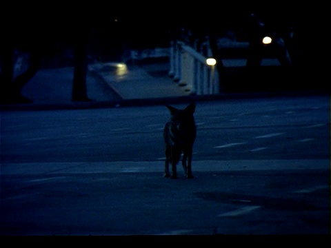 黄昏时分，一只土狼走在城市的街道上。视频下载