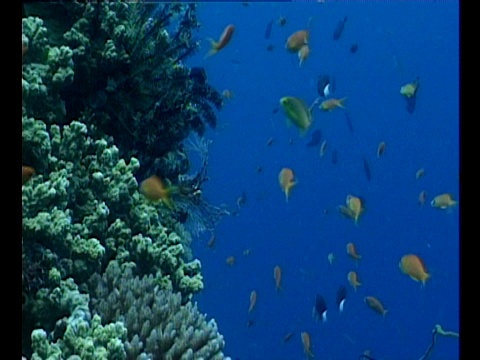 热带鱼在珊瑚群周围游动。视频素材