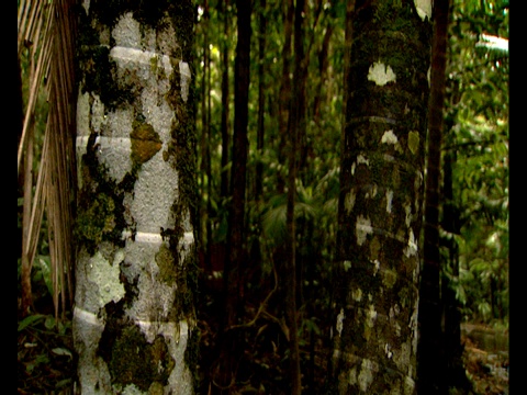森林里生长着树干斑驳的树。视频素材