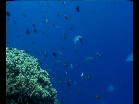 在大堡礁，热带鱼游在珊瑚周围。视频素材