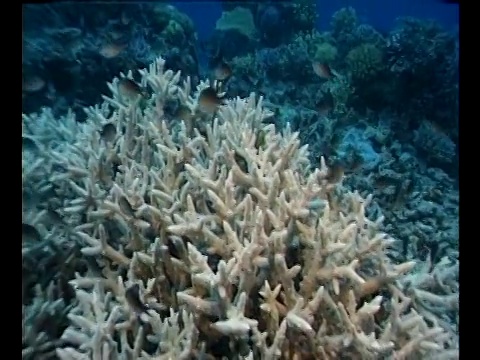 鱼在海底的死珊瑚周围游动。视频素材