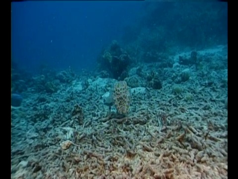 海底的死珊瑚。视频素材