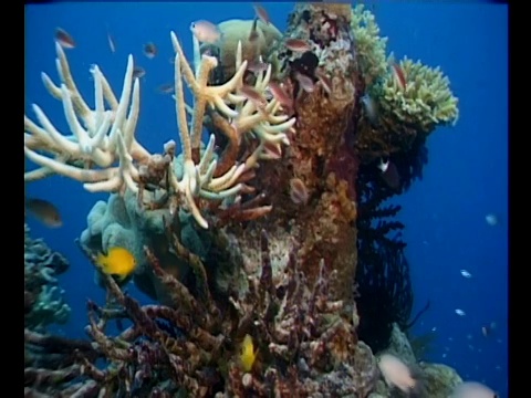 热带鱼在珊瑚周围游动。视频素材
