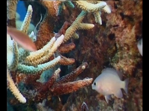 小型热带鱼在珊瑚周围游动。视频素材