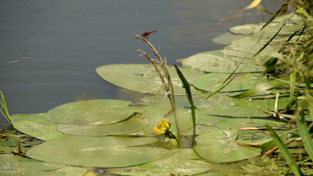 红蜻蜓在河边黄水花视频素材