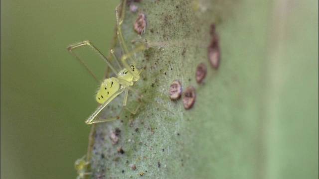 在树叶上的真菌斑点附近，小蜘蛛爬在蜘蛛旁边。视频素材