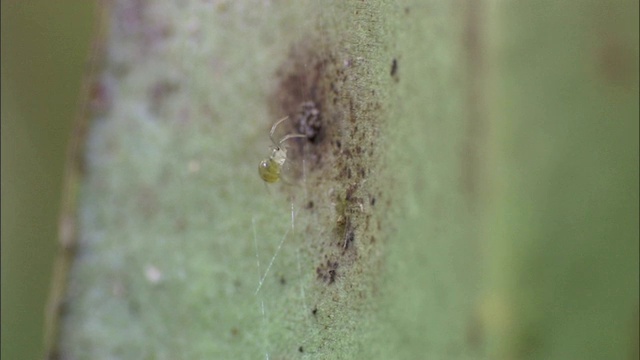 一只蜘蛛在树叶上的真菌点上爬行。视频素材