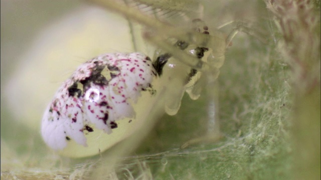 一只蜘蛛爬过一片叶子下面的一个卵袋。视频素材