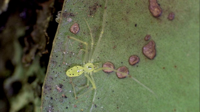 一只蜘蛛在带有真菌斑点的叶子上靠近一只成熟的蜘蛛爬行视频素材