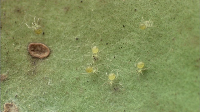 小蜘蛛爬到树叶上的真菌点附近。视频素材