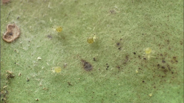 小蜘蛛爬在带有真菌斑点的叶子上。视频素材