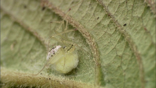 一只蜘蛛栖息在叶子下面的一个卵袋上。视频素材