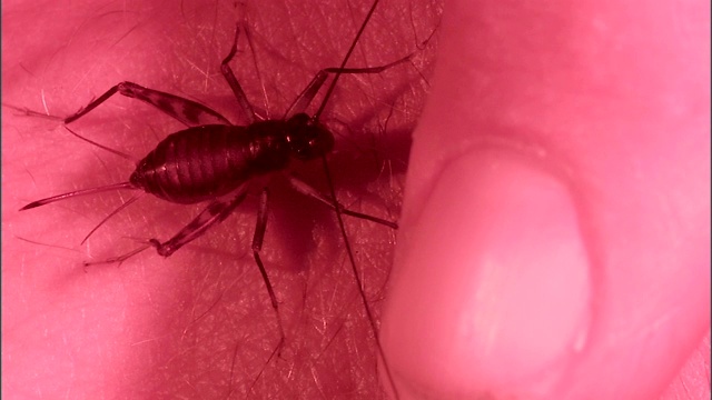 一只蟋蟀爬上了一个人的手。视频素材
