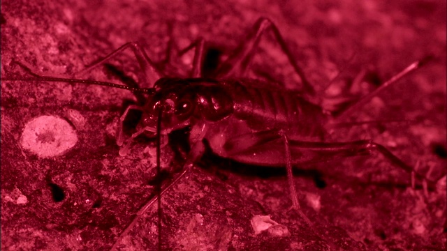 蟋蟀摆动它的触角。视频素材